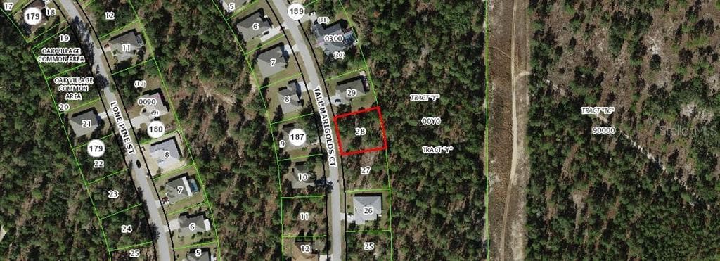 20 TALL MARIGOLDS HOMOSASSA, FL 34448